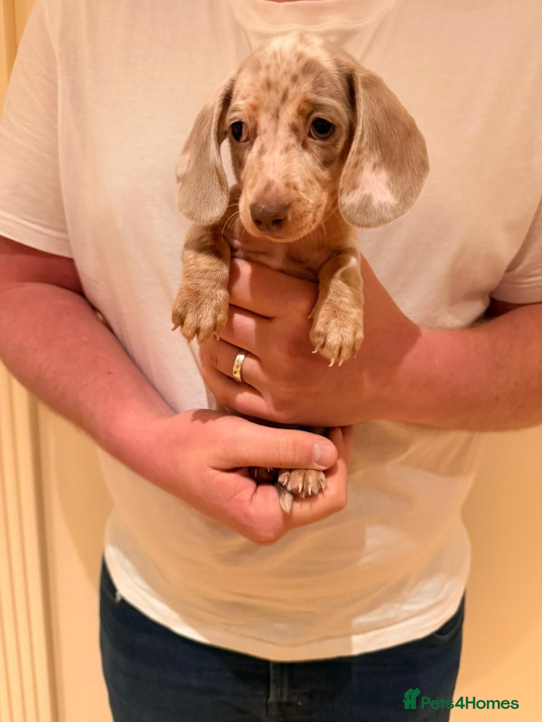 Miniature Dachshund dogs for sale: Miniature dachshund  - Advert 7