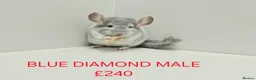 Chinchilla rodents for sale: TAME&FRIENDLY BABIES CHINCHILLA MIX COLOUR&GENDER  - Advert 9