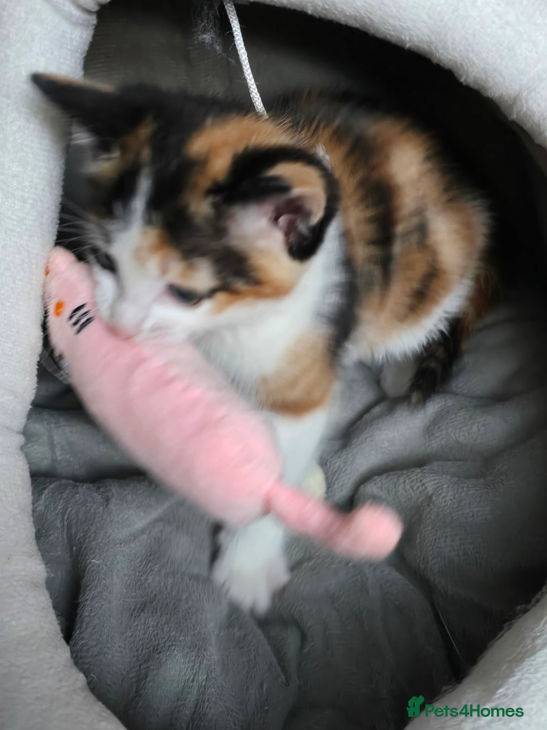 Mixed Breed cats for sale: Premium kittens ready to find their new homes - Image 14