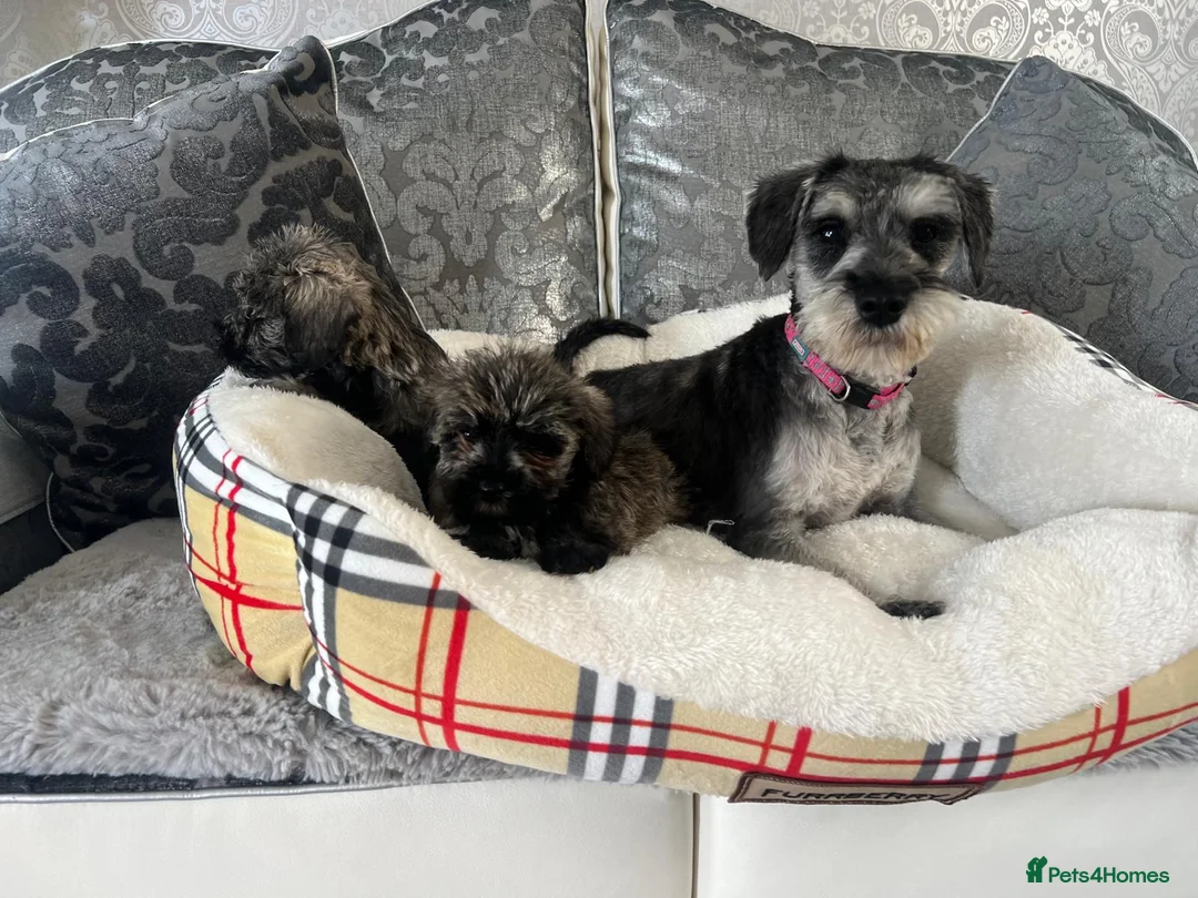 Schnoodle dogs for sale: Schnoodle puppies for sale  - Advert 16