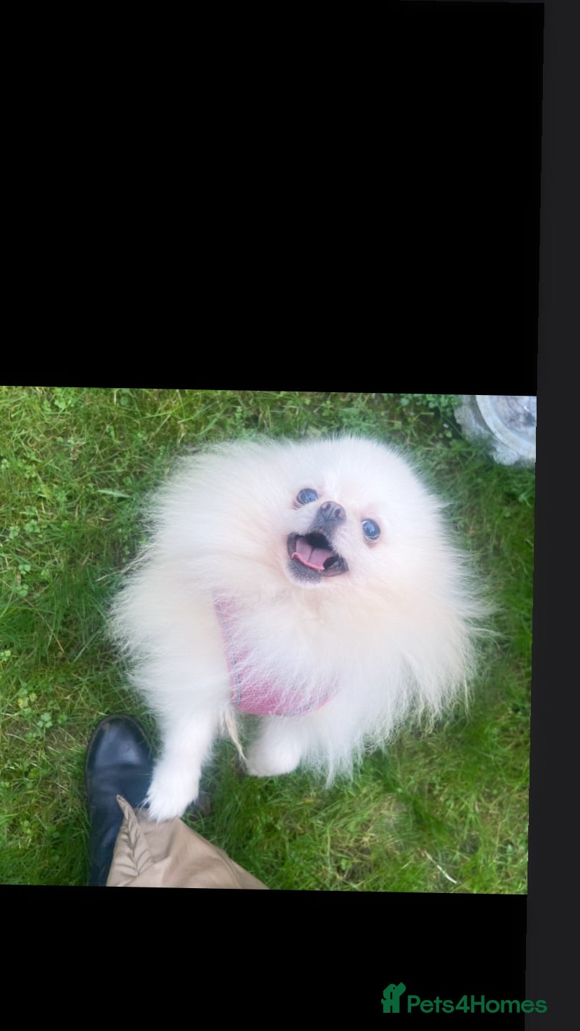 Pomeranian dogs Chaio Li Ya top champion lines stud dog kc reg in Ferryhill - Advert 4