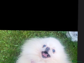 Pomeranian dogs Chaio Li Ya top champion lines stud dog kc reg in Ferryhill - Advert 4