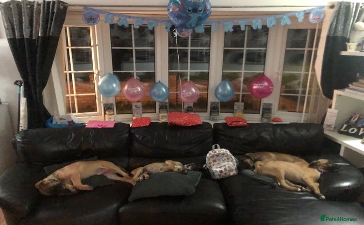 Mixed Breed dogs in Doncaster - Advert 1