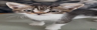 Tabby and white male