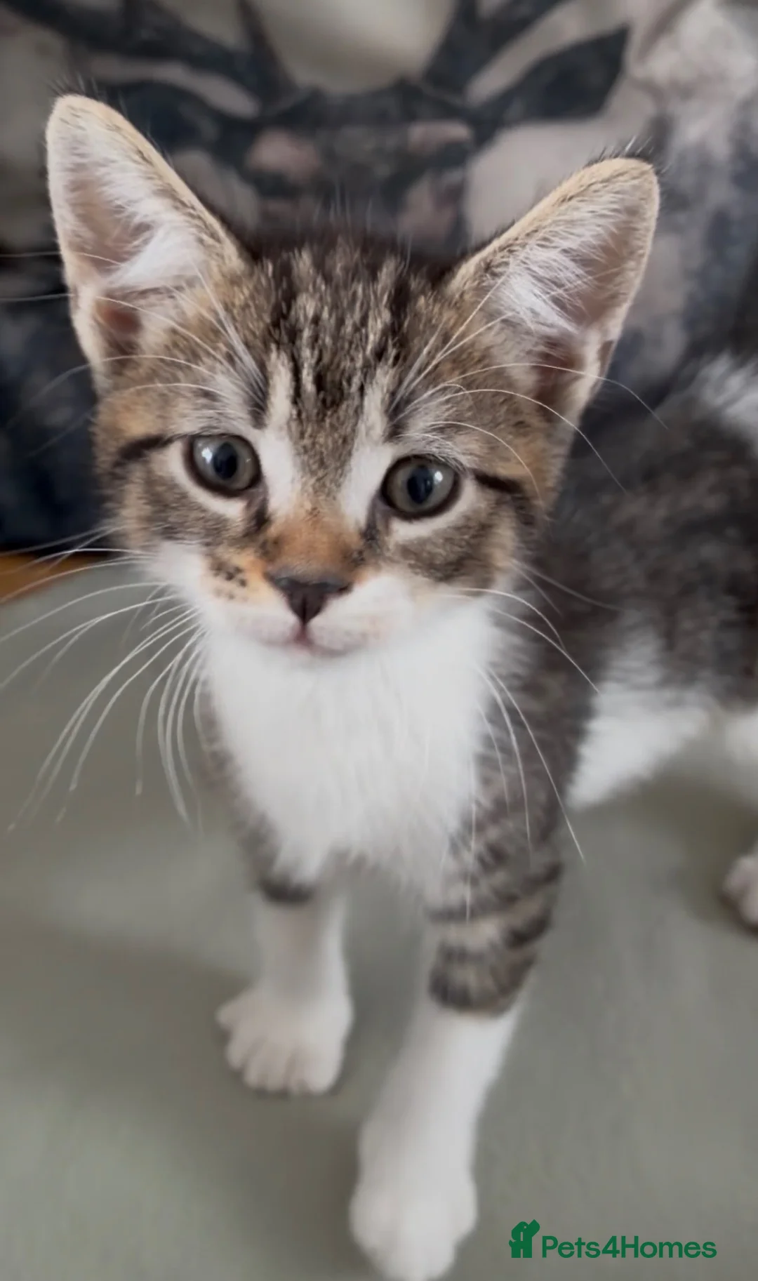 Domestic Shorthair cats for sale: Hand reared kittens looking for special homes - Advert 2