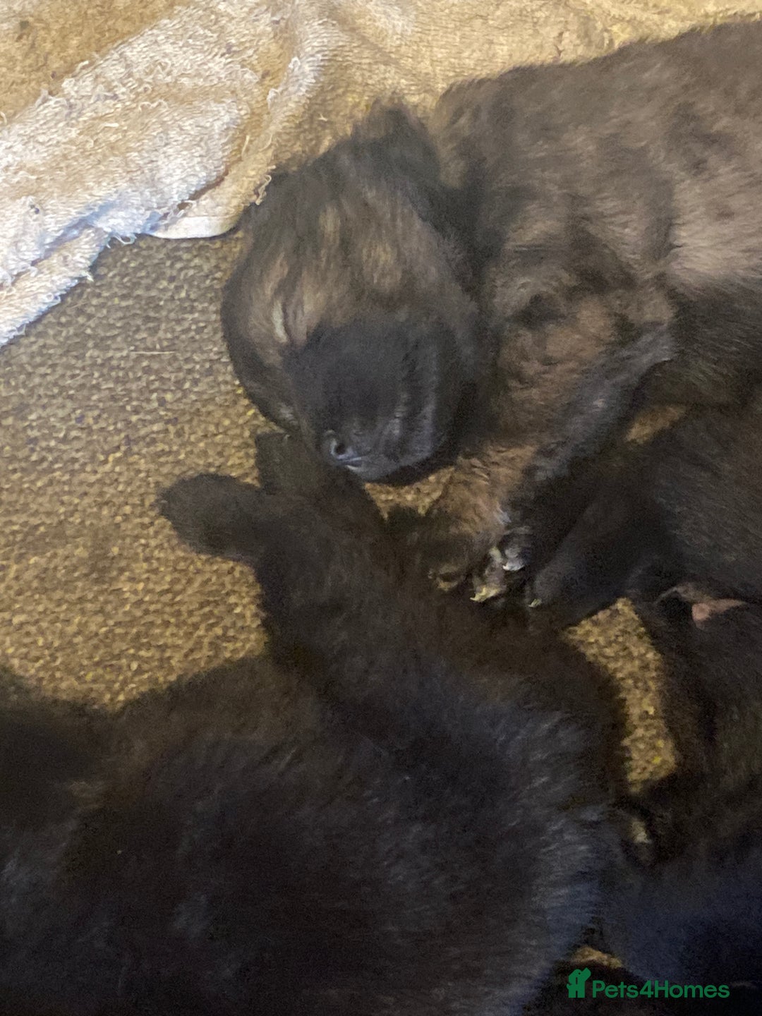 Mixed Breed dogs for sale: German shepherd x chow x lurcher  - Advert 5