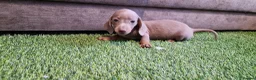Miniature Dachshund dogs for sale: MINIATURE DACHSHUNDS PUPPIES  - Advert 20