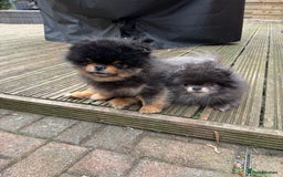 Pomeranian dogs for sale: *MINIATURE UNIQUE RARE tan toy Pomeranian boy 3yr* - Image 12