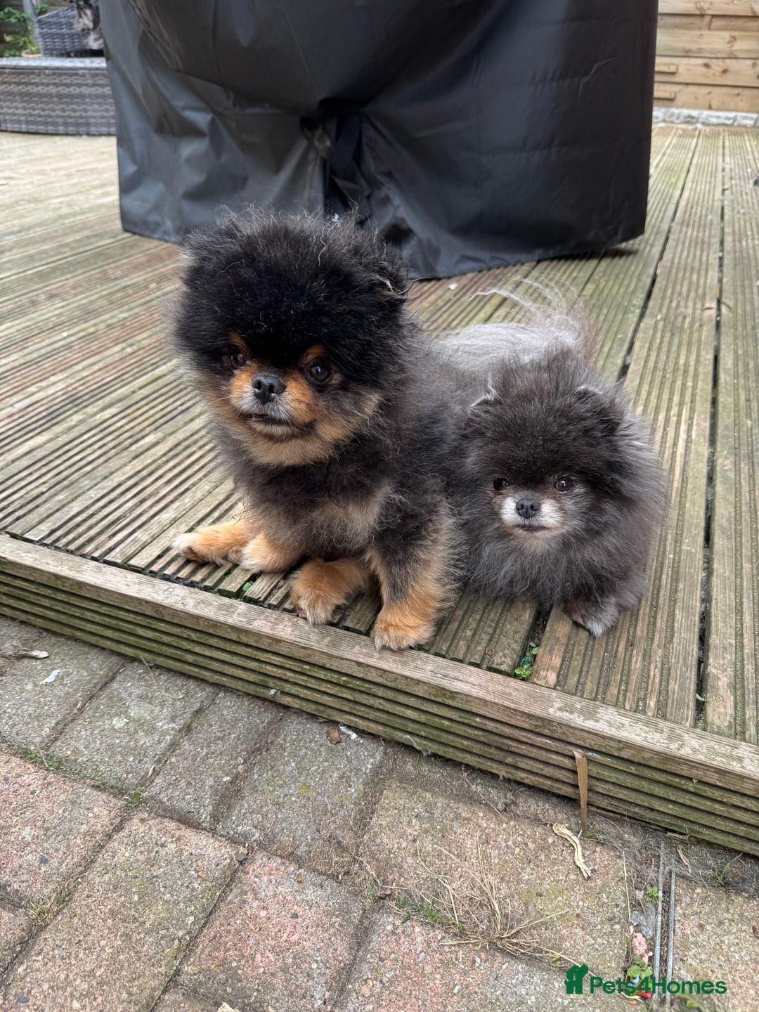 Pomeranian dogs for sale: *MINIATURE UNIQUE RARE tan toy Pomeranian boy 3yr* - Image 12