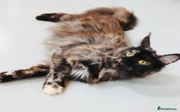 Maine Coon cats for sale: Adult female Maine coon tortie cat, TICA reg - Image 1