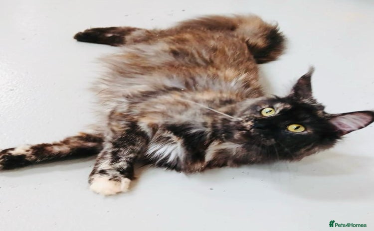 Maine Coon cats - Advert 6