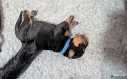 Rottweiler dogs for sale: Rottweiler puppies  - Image 6