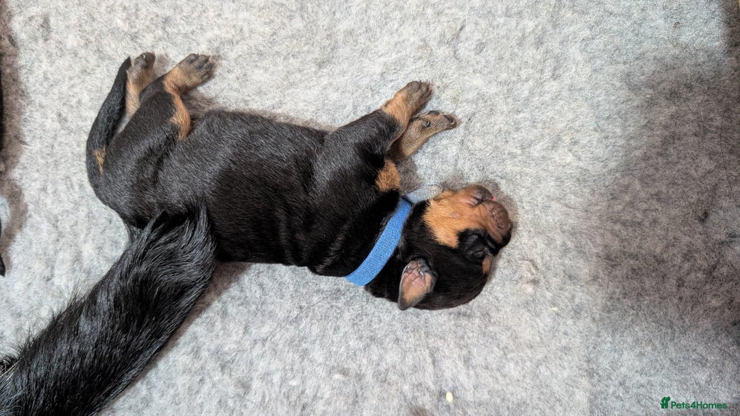 Rottweiler dogs for sale: Rottweiler puppies  - Image 6