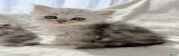 Persian cats for sale: 1 male available - ready now 🩵 - Advert 10