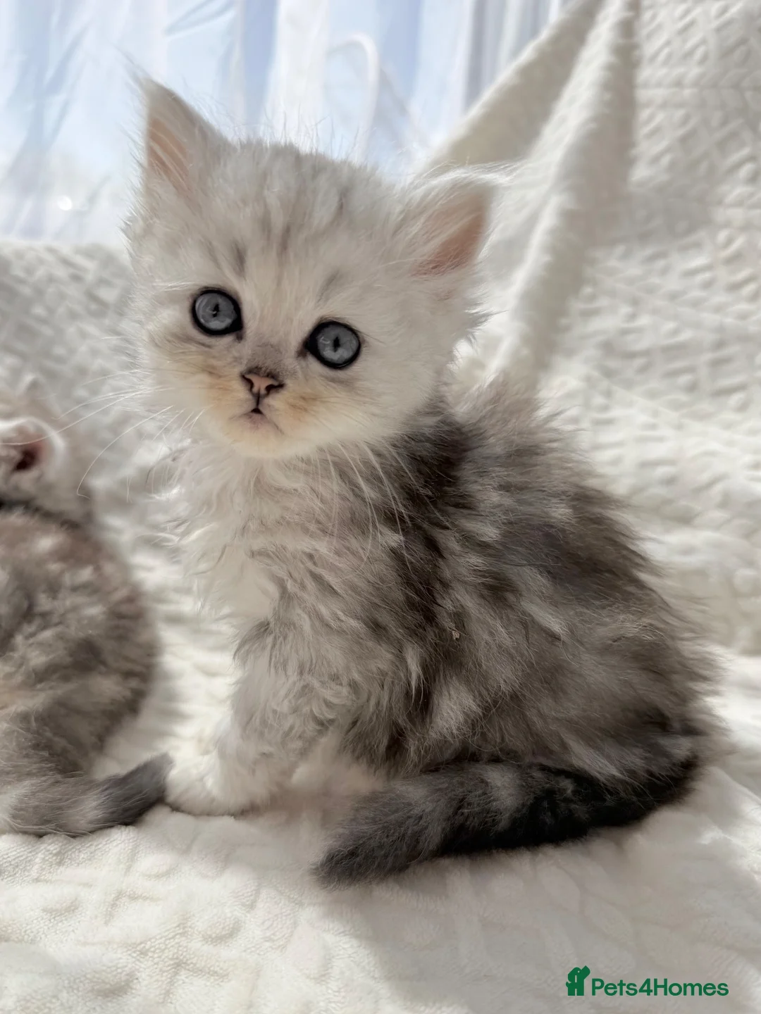 Persian cats for sale: 1 male available - ready now 🩵 - Advert 10