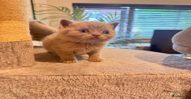 British Shorthair cats - Advert 1