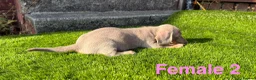 Miniature Dachshund dogs for sale: ❤️Adorable Isabella Miniature Dachshund Puppies 🐶 - Advert 35