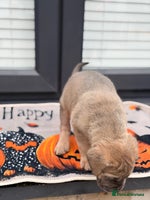Mixed Breed dogs - Advert 4
