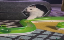 Domestic Shorthair cats for sale: Heartbreaking Rehome-18 month old Pure White Cat x - Image 2