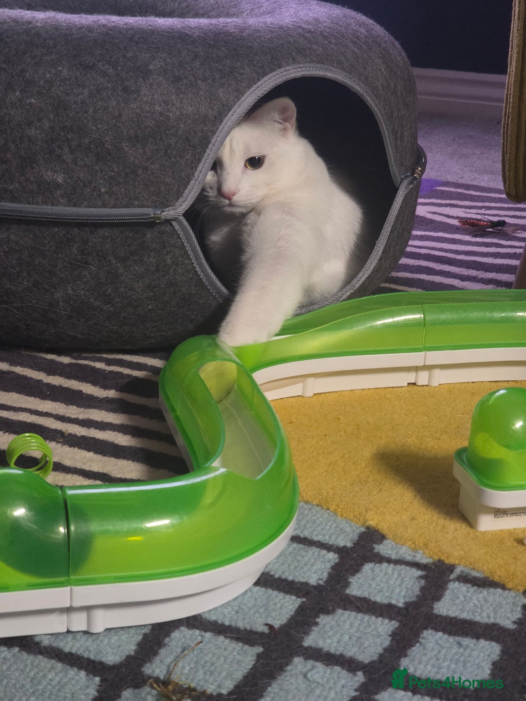 Domestic Shorthair cats for sale: Heartbreaking Rehome-18 month old Pure White Cat x - Image 2