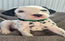 Dalmatian dogs for sale: Ready to leave 17th august in Banbury - Image 17