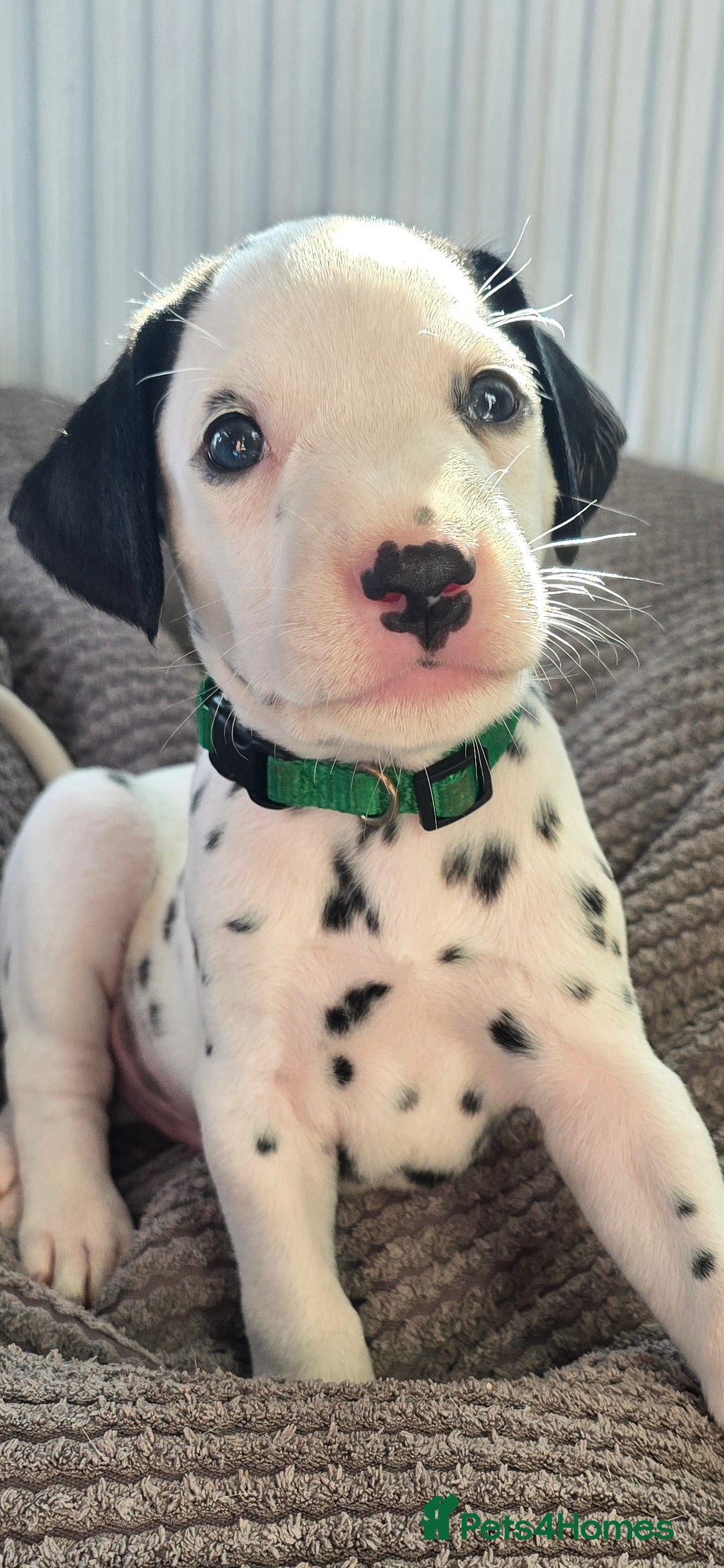 Dalmatian dogs for sale: Ready to leave 17th august in Banbury - Image 17