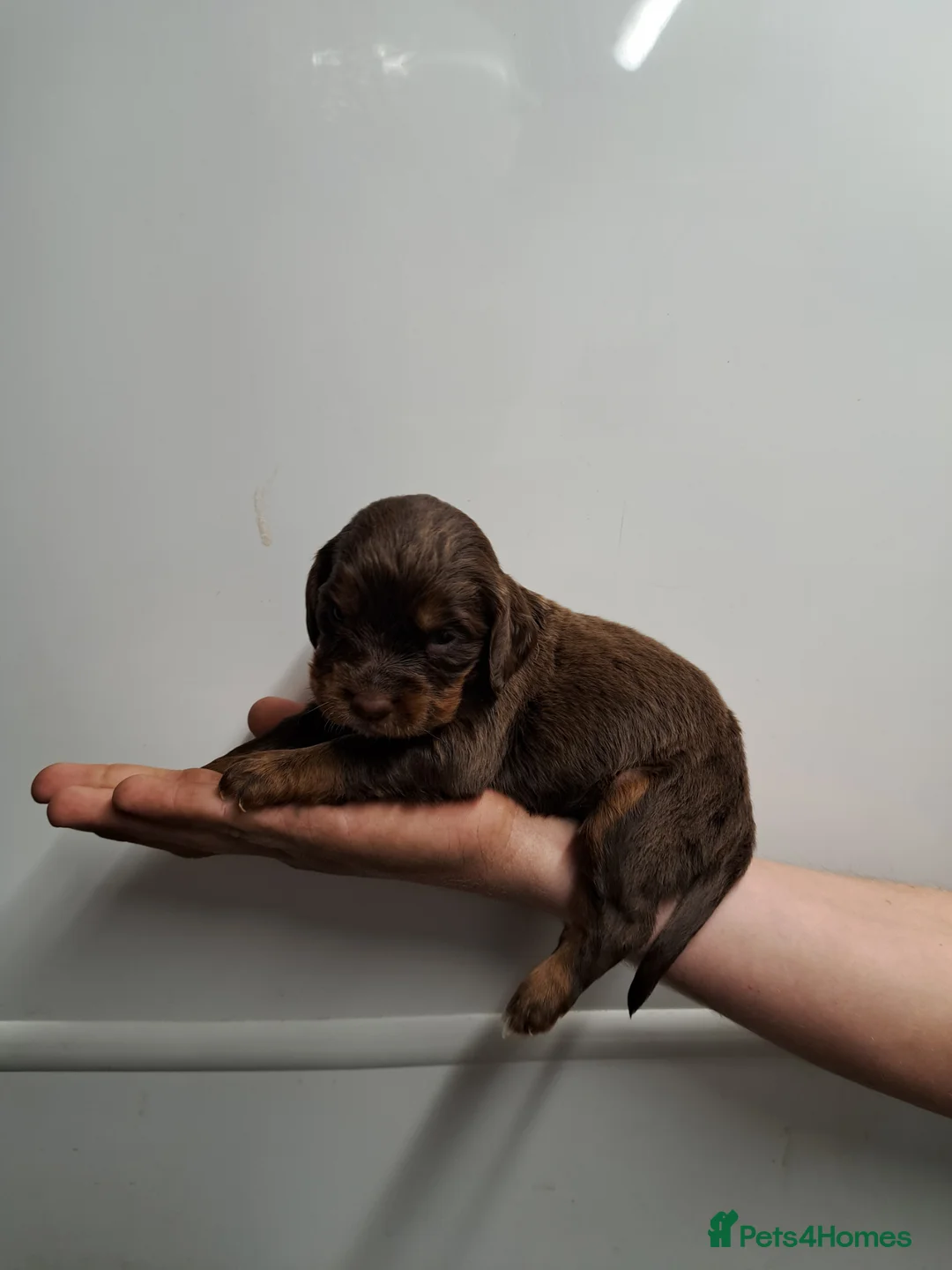 Cocker Spaniel dogs for sale: KC CHAMPION BLOODLINE Working Spaniel pups - Advert 20