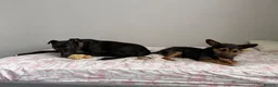 Jack Russell dogs for sale: 1 year old black and tan Jack Russell in Newcastle upon Tyne - Advert 5