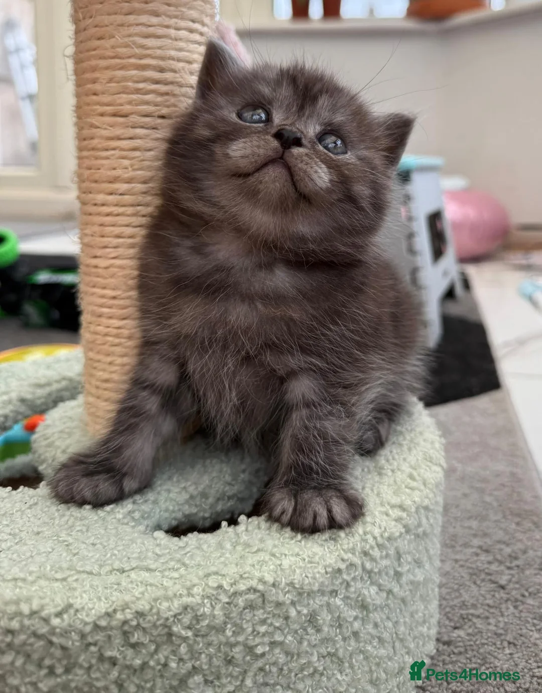 British Shorthair cats for stud: GCCF Active BSH Cream/Ginger ColourPointed  in London - Advert 16