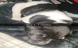 Mixed Breed dogs for sale: American akita x staffy pups for sale ONE LEFT - Image 17