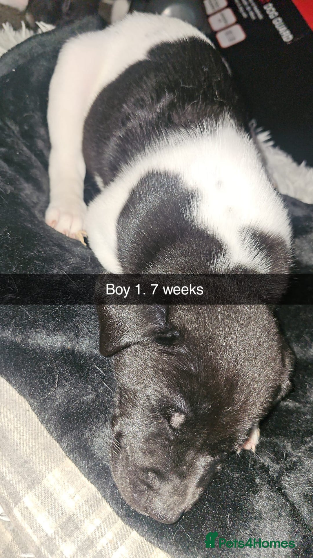 Mixed Breed dogs for sale: American akita x staffy pups for sale ONE LEFT - Image 17