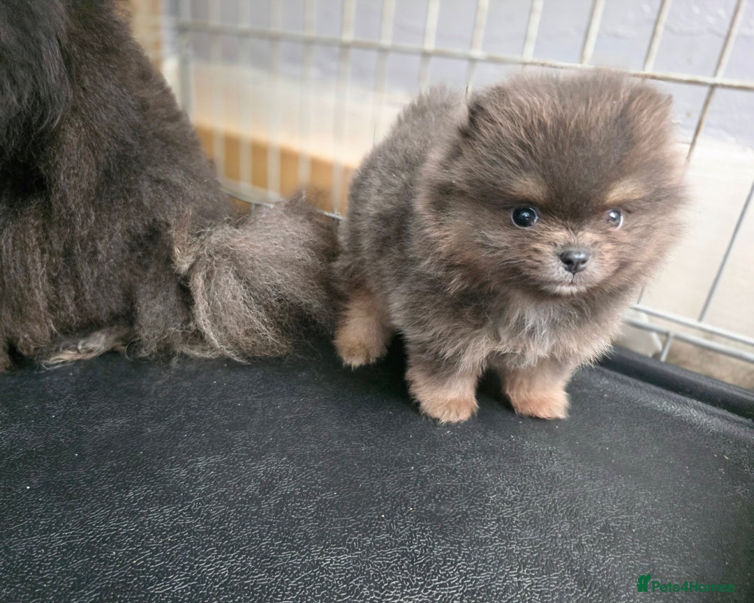 Pomeranian dogs for sale: True to type blue and chocolate boy - Image 18