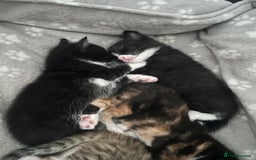 Mixed Breed cats for sale: Beautiful healthy kittens 1x Male and 2x female  - Image 8