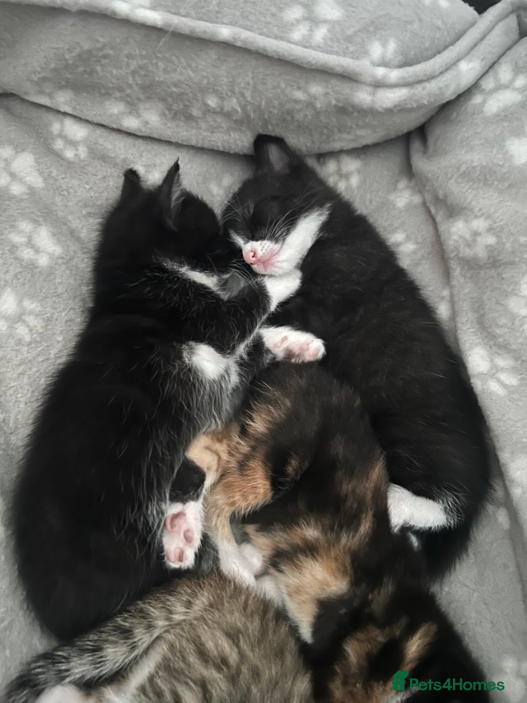 Mixed Breed cats for sale: Beautiful healthy kittens 1x Male and 2x female  - Image 8
