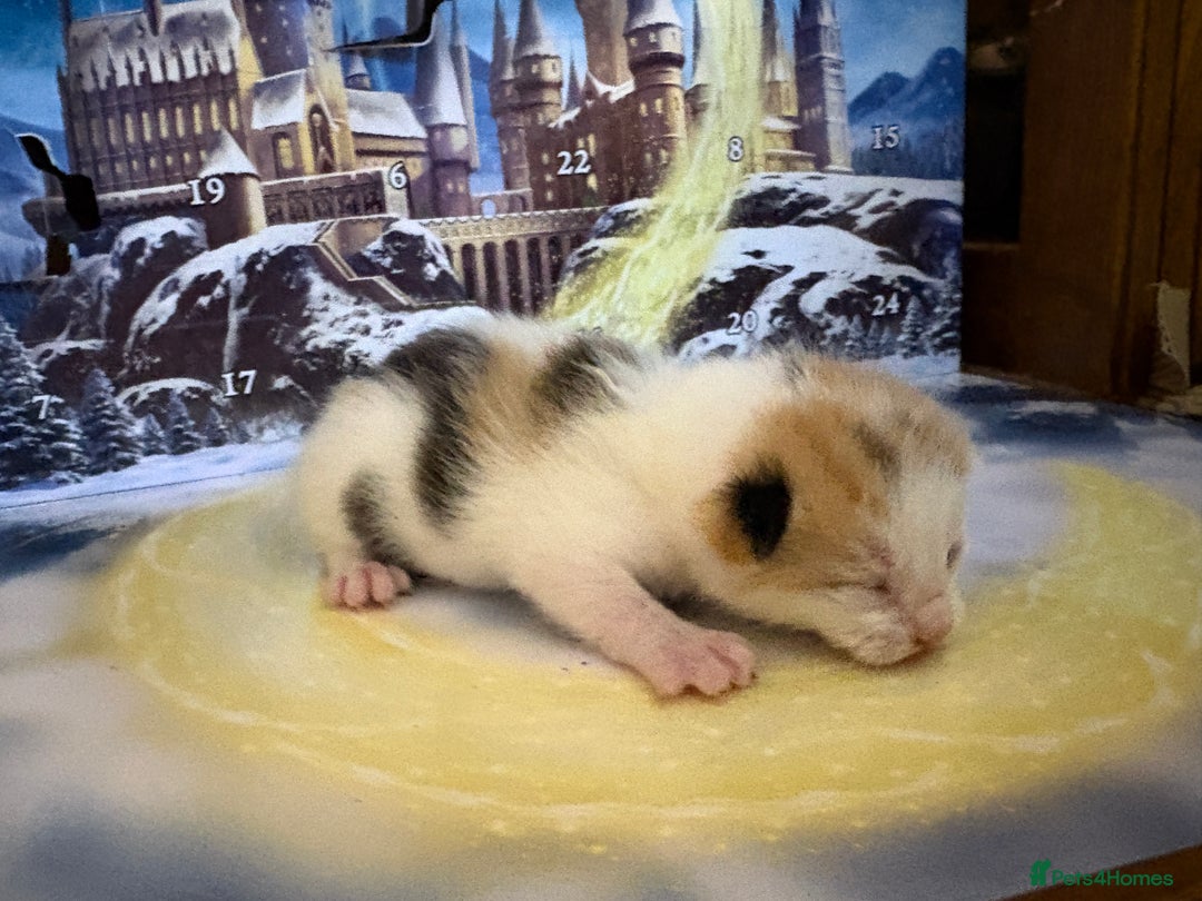 Mixed Breed cats for sale: 1/2 sphynx kittens - Advert 2