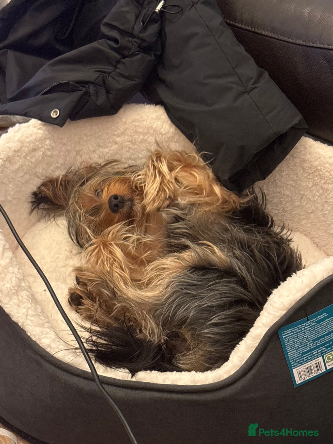 Yorkshire Terrier dogs for stud: For STUD - Advert 6