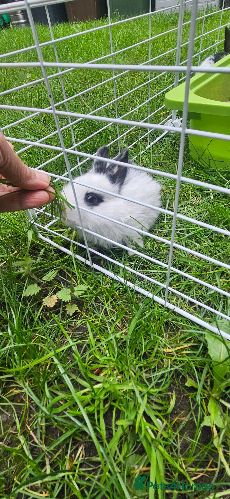 Mixed Breed rabbits They are mix Rex and Dutch  - Advert 10