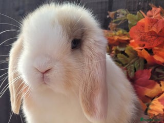 Mini Lop rabbits 2 Stunning girl pure bred mini lops available. - Advert 6