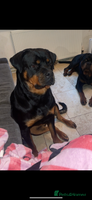Rottweiler dogs Beautiful Rottweiler girl. Ready to leave now - Advert 3