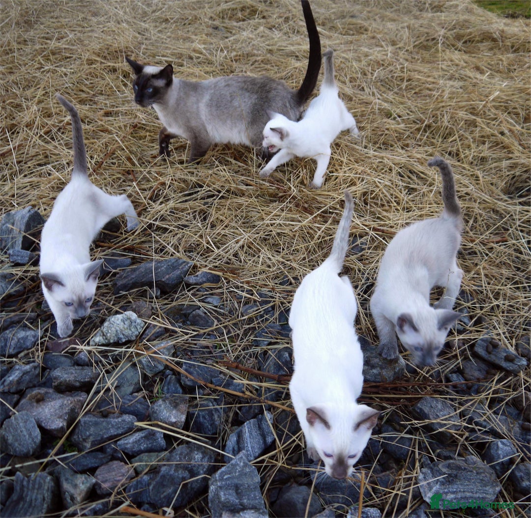 Siamese cats for sale: ADORABLE SIAMESE KITTENS - Advert 23