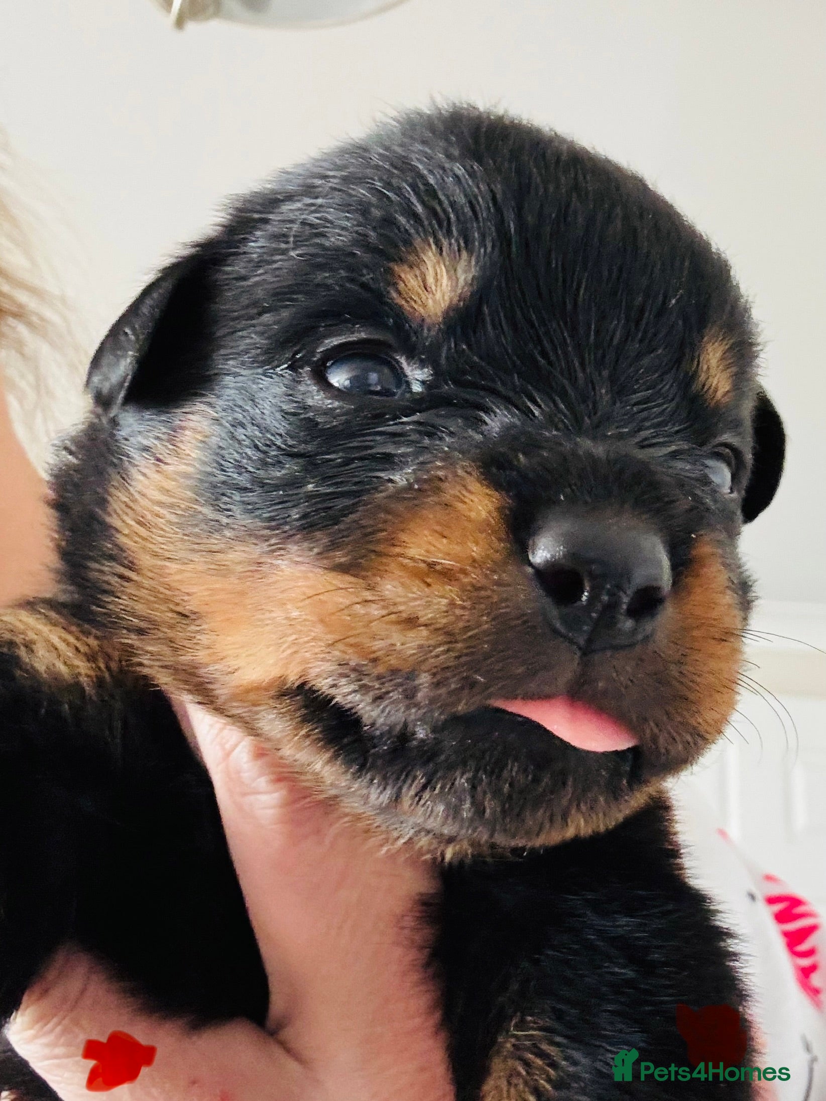 Rottweiler Puppy 6 ( red collar )