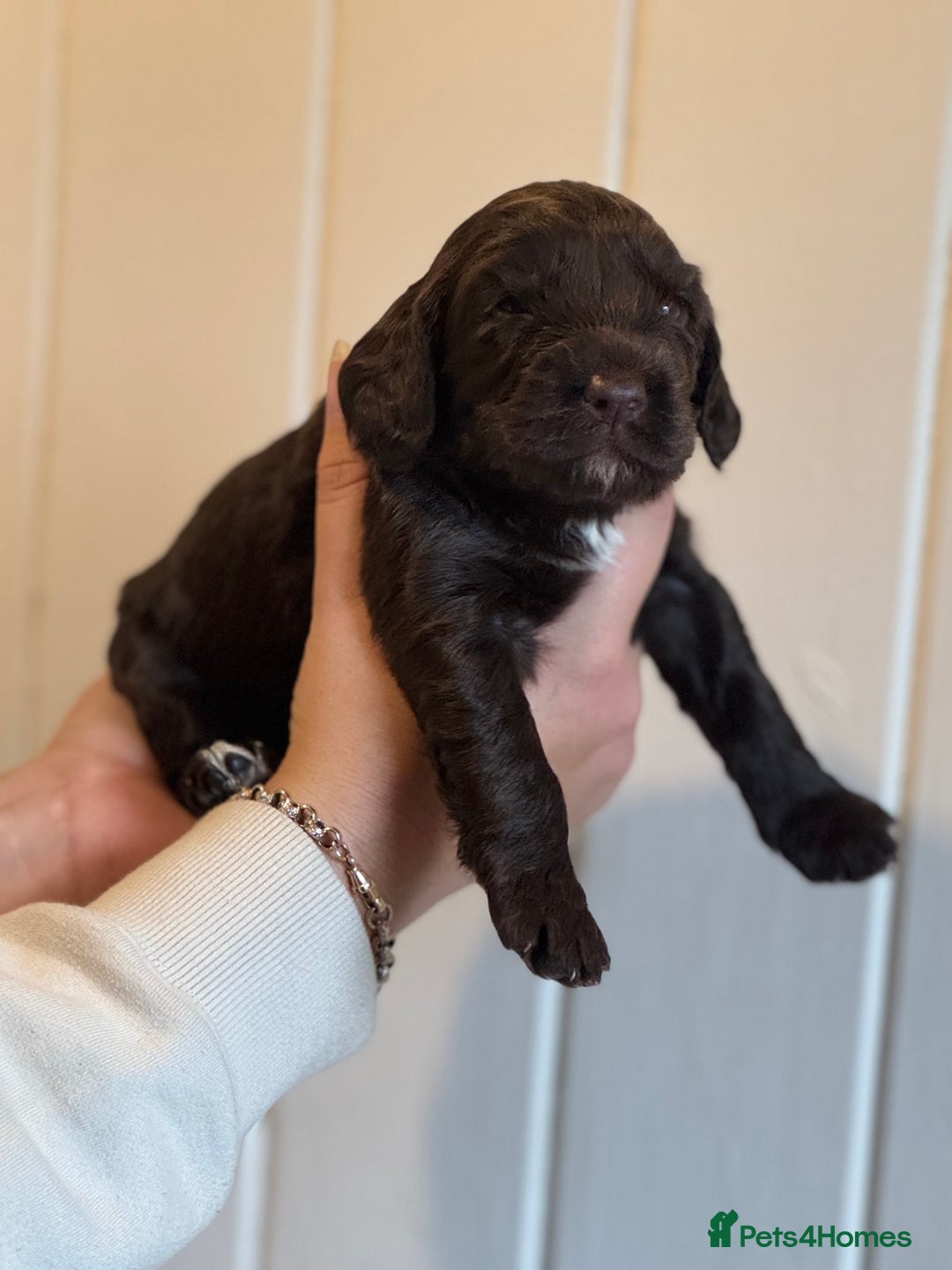 Mixed Breed dogs for sale: Labradoodle X Cocker Spaniel - Image 12