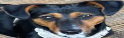 Jackshund dogs for sale: Jackshund for sale in Beckenham - Advert 2