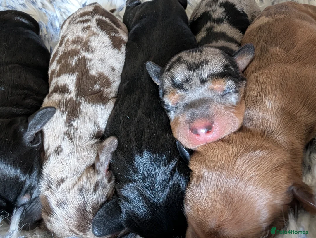 Dachshund dogs for sale: Standard Dachshund Puppies  - Advert 13