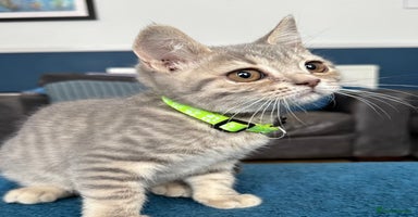 British Shorthair cats - Advert 9