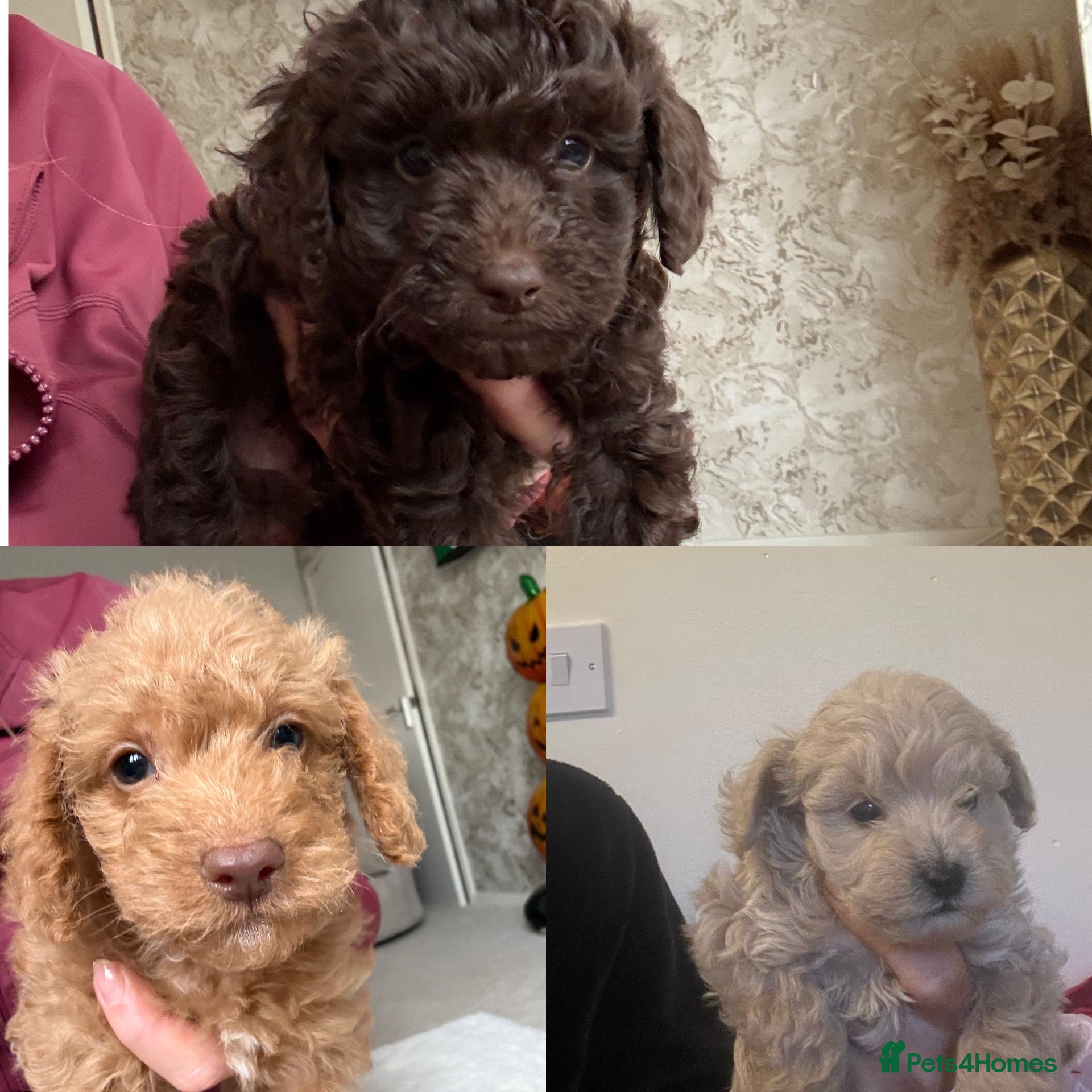 Schnoodle dogs F1BB schnoodle puppies. 3 boys - girl is reserved  - Advert 2