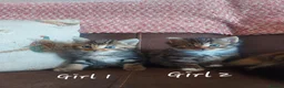 Mixed Breed cats for sale: Norwegian Forest Cross kittens - Advert 5