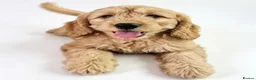 Mini Goldendoodle dogs for sale: Ready to now, licensed breeder & POLICE K9 trainer - Advert 7