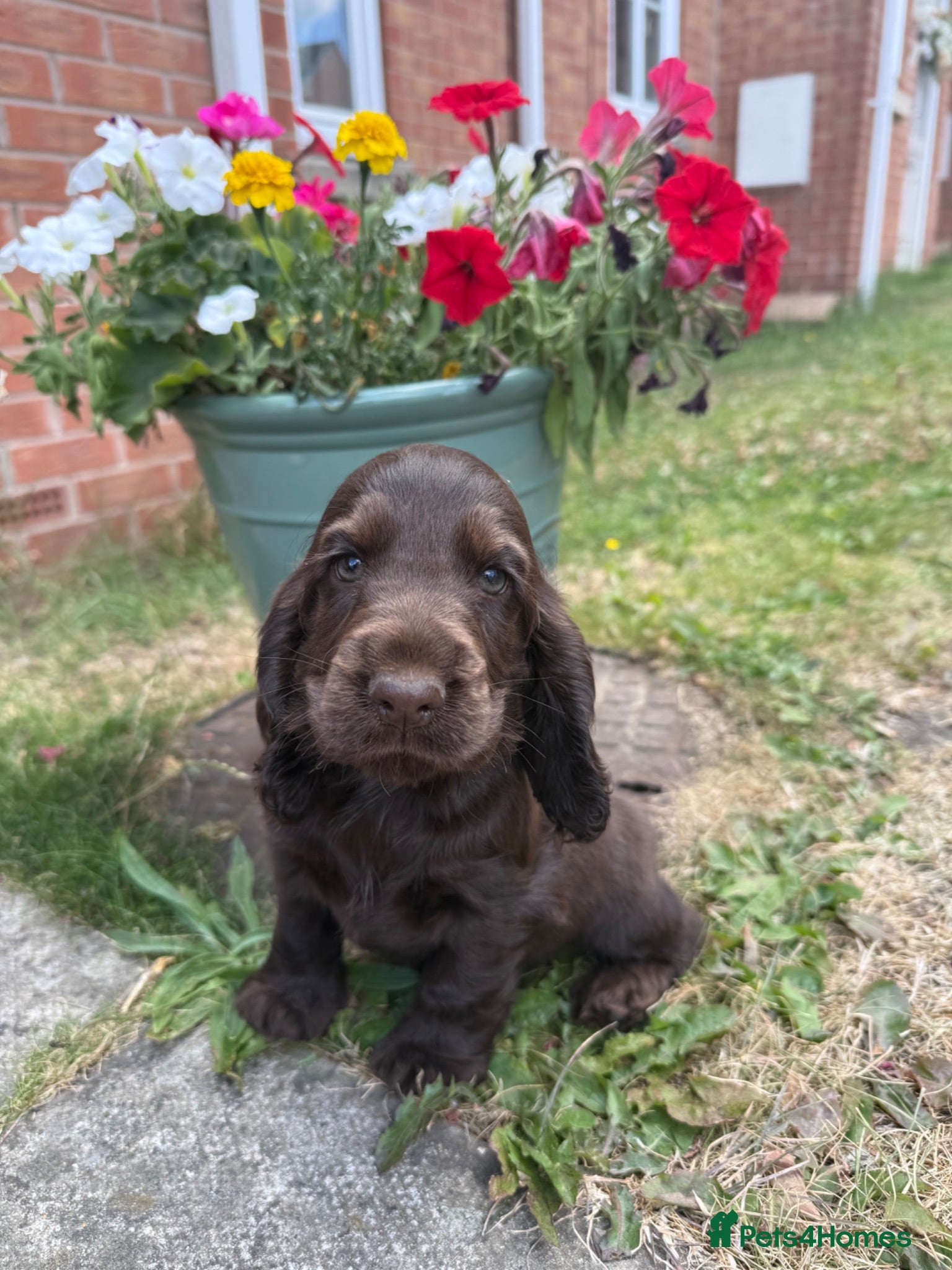 Cocker Spaniel dogs  KC registered Show cocker spaniels - Advert 1