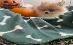 Pomeranian dogs for sale: Fluffy Pomeranian puppies - Image 14